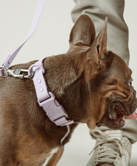 Find the right dog collar: Robust, easy-care & sustainable