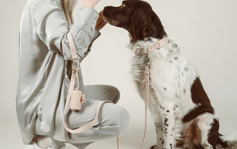 Die 5 größten Mythen über nachhaltiges Hundezubehör