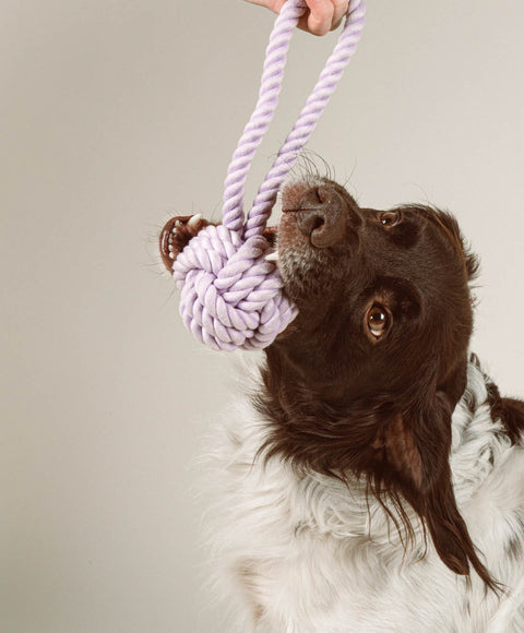 Spiel & Spaß: 10 Indoor-Spiele für Regentage mit deinem Hund