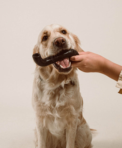 Wie halte ich meinen Hund geistig fit?