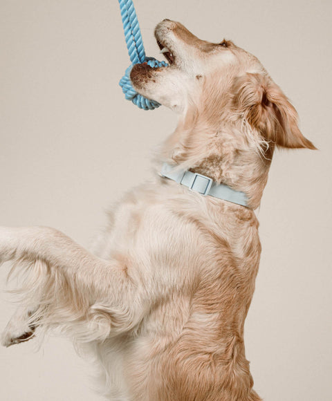 Twisted Rope Toy